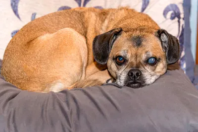 פאזל של כלב פוגל