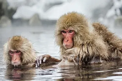 Gruppe der japanischen Makaken, die im Wasser sitzen