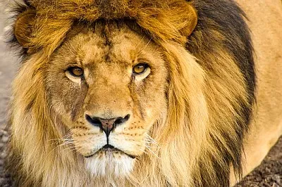 美麗的威猛獅子