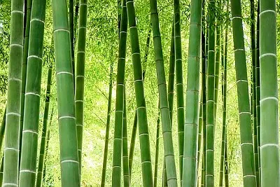 日本の竹林