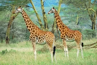 ナクル湖国立公園のマサイ族キリン