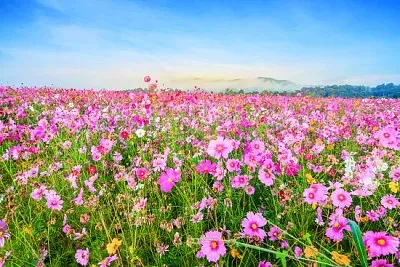 Flor do Cosmos contra o céu azul, Chiang Rai Thailad