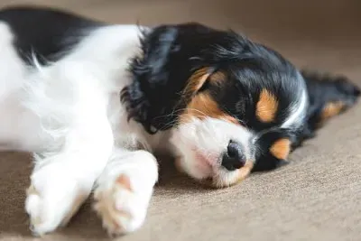 Chiot mignon d'épagneul cavalier dormant sur un canapé