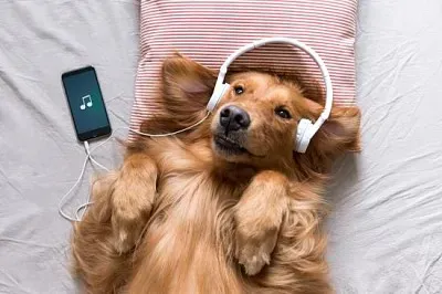 O Golden Retriever usando fones de ouvido