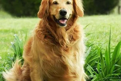 Chiot Golden labrador retriever dans la piscine