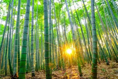 朝晴れの竹林