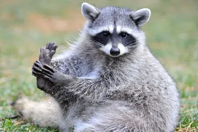 פאזל של דביבון צפון אמריקאי, הפארק הלאומי ילוסטון