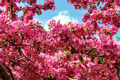 Blumen Hintergrund