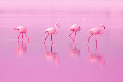 Birds Pink Flamingos Walk on the Lake at the Pink  jigsaw puzzle