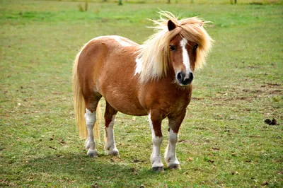 Miniature Pony in Field jigsaw puzzle