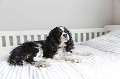 Cute cavalier spaniel lying on the bed jigsaw puzzle