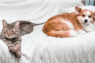 Gato e cachorro dormem juntos na cama em casa. Sex