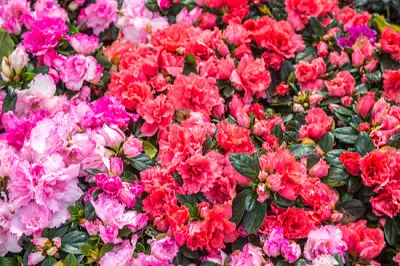 Rosa selvagem em flor no jardim (rododendro arbore
