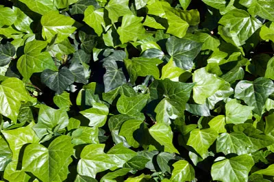 Syndey Australia, groundcover ivy leaves in sunshi jigsaw puzzle