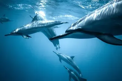 Pod de dauphins