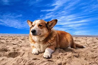 Hund på Sandy Blue Day