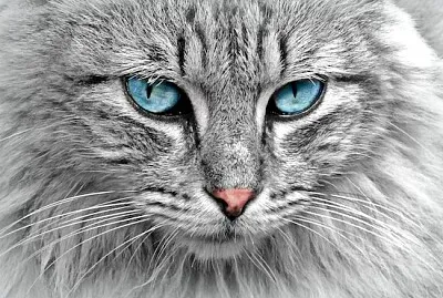 Gato Cinzento