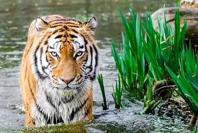 Tigre de Bengala