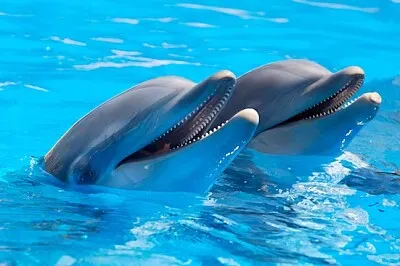 Deux dauphins
