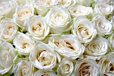 Фон от естествени флорални рози