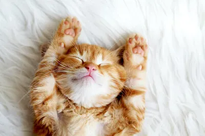 Hands Up Kitten