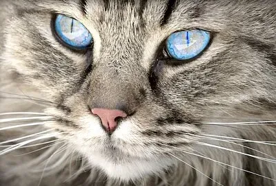 primer plano de gato