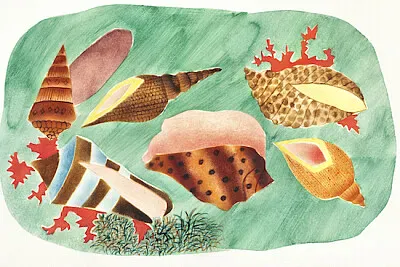 Shells in seaweed jigsaw puzzle