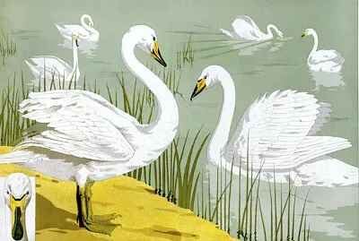 Cygne sauvage de Lanimal dans la décoration