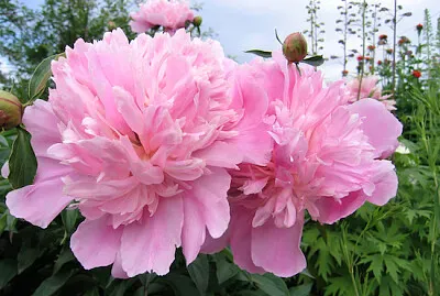 Blumen der Pfingstrose