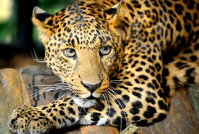 Ritratto di leopardo