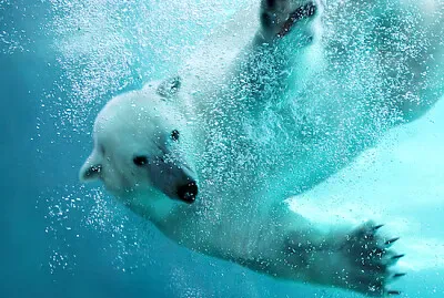 Orso polare sott'acqua