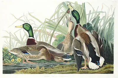 Gräsand från Birds of America
