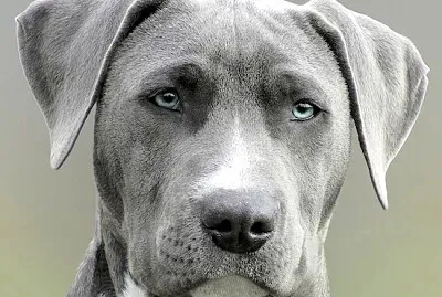 Beautiful Weimaraner Dog jigsaw puzzle