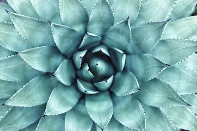 Coup de macro succulent