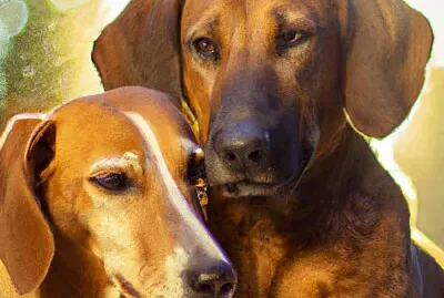 retrato de 2 cachorros