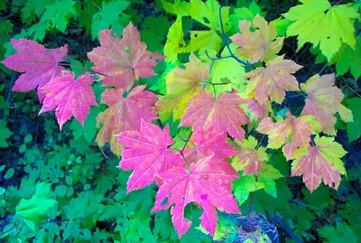 Arce de vid en otoño
