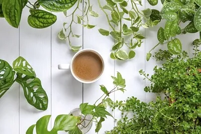 Caffè con piante d'appartamento