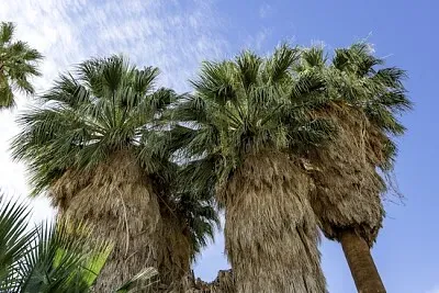 California fan palm
