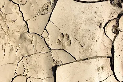 Animal track in baked earth