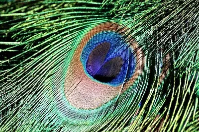 Peacock Feather Pattern