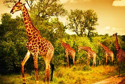 Giraffe al tramonto
