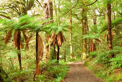 Foresta pluviale con alberi di felce