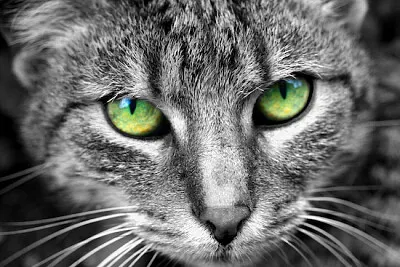 カメラを見つめる緑の目の猫