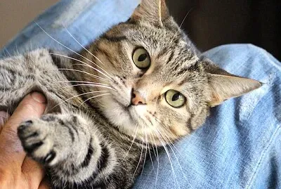 かわいい幸せな猫