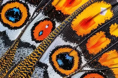 Peacock Wing Closeup