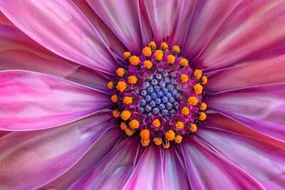Blossom Dahlia
