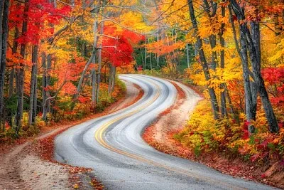 Forêt d'automne