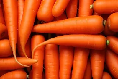 Des carottes pour tous 