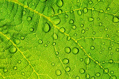 Goccia d'acqua su una foglia
