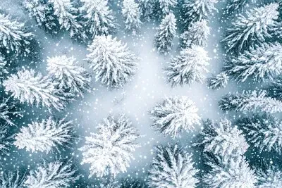 Floresta coberta de neve